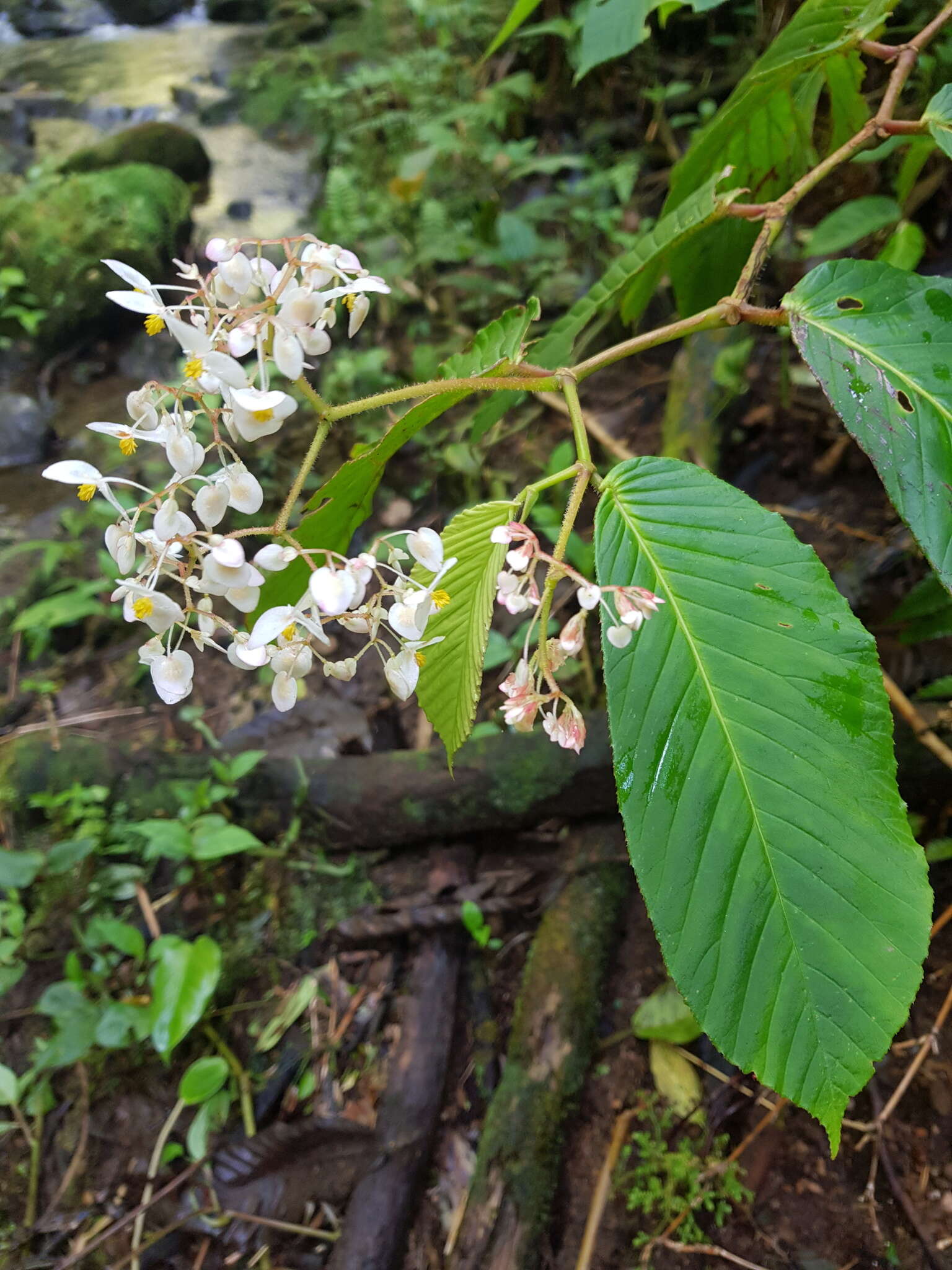 Image of Begonia cooperi C. DC.