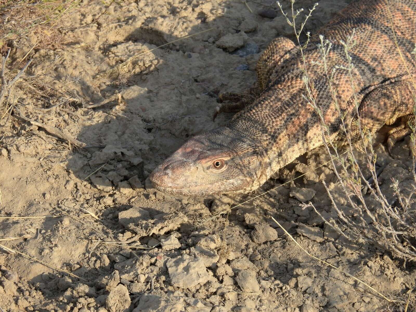 Слика од Varanus griseus caspius (Eichwald 1831)