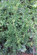 Image of Adenia cissampeloides (Planch. ex Hook.) Harms