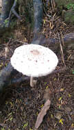 Image of Macrolepiota clelandii Grgur. 1997