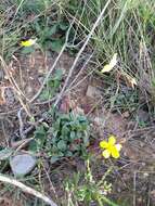 Image of Tuberaria lignosa (Sweet) Samp.