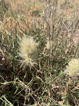 Ptilotus psilorhachis的圖片