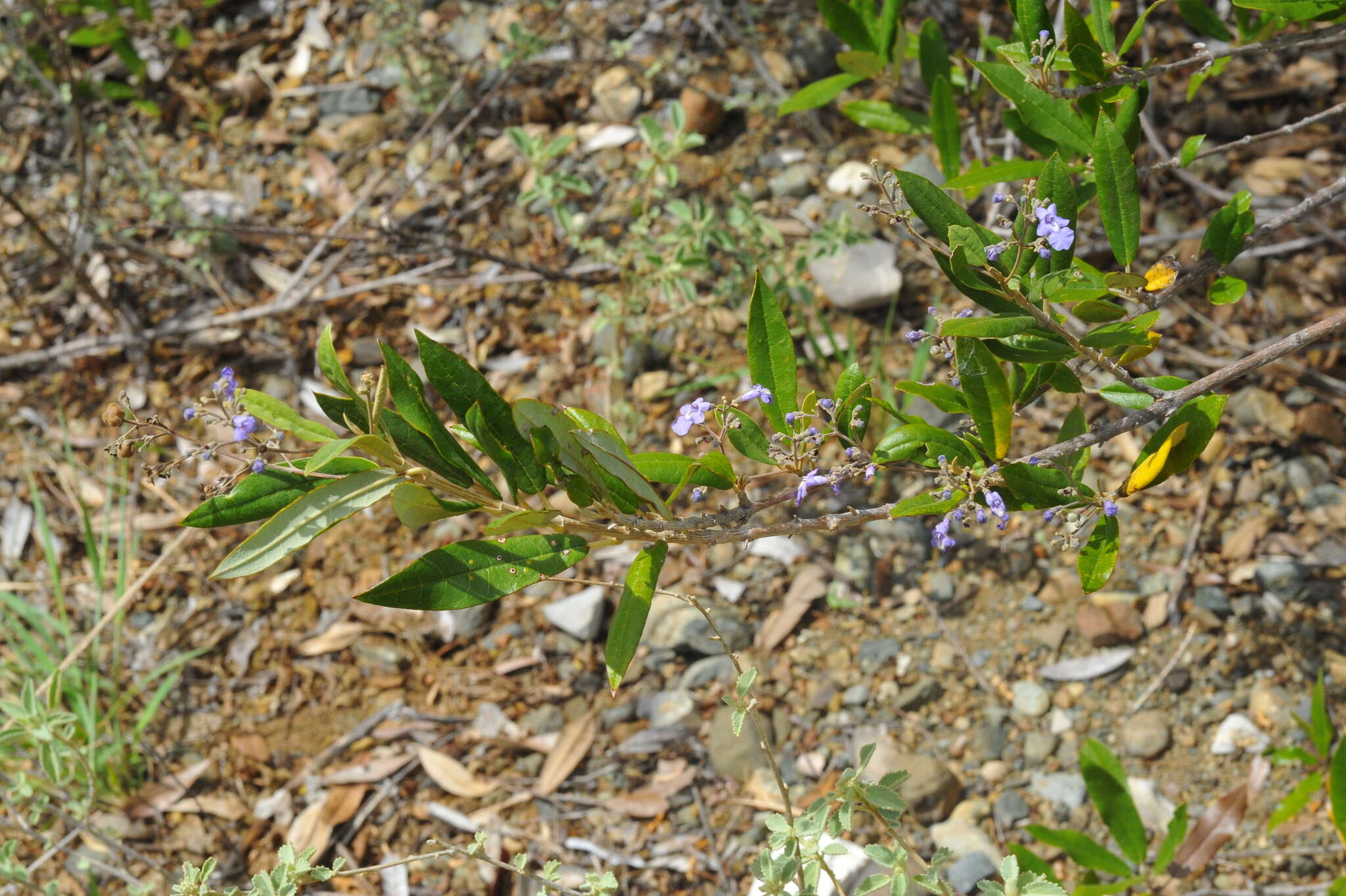 صورة Pseudocarpidium avicennioides (A. Rich.) Millsp.