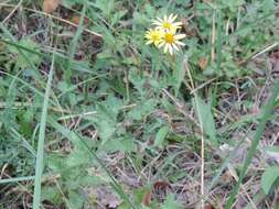 Plancia ëd Jacobaea erucifolia subsp. erucifolia