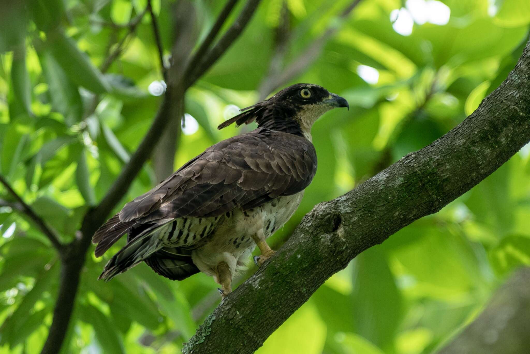 Sivun Pernis ptilorhynchus torquatus Lesson & R 1830 kuva