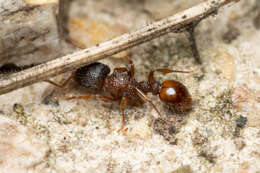 Image of Tetramorium impressum (Viehmeyer 1925)