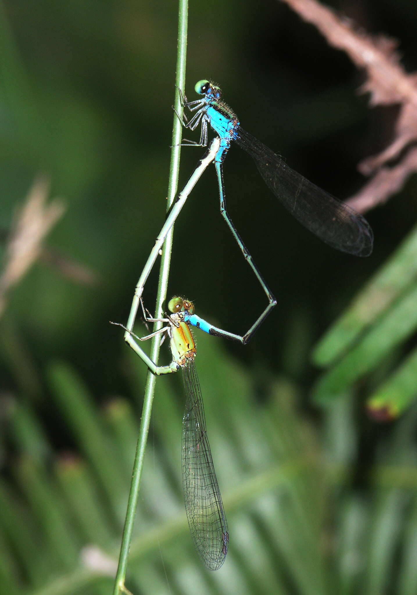 Image of Pseudagrion williamsoni Fraser 1922