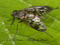 Image of Common Snipe Fly