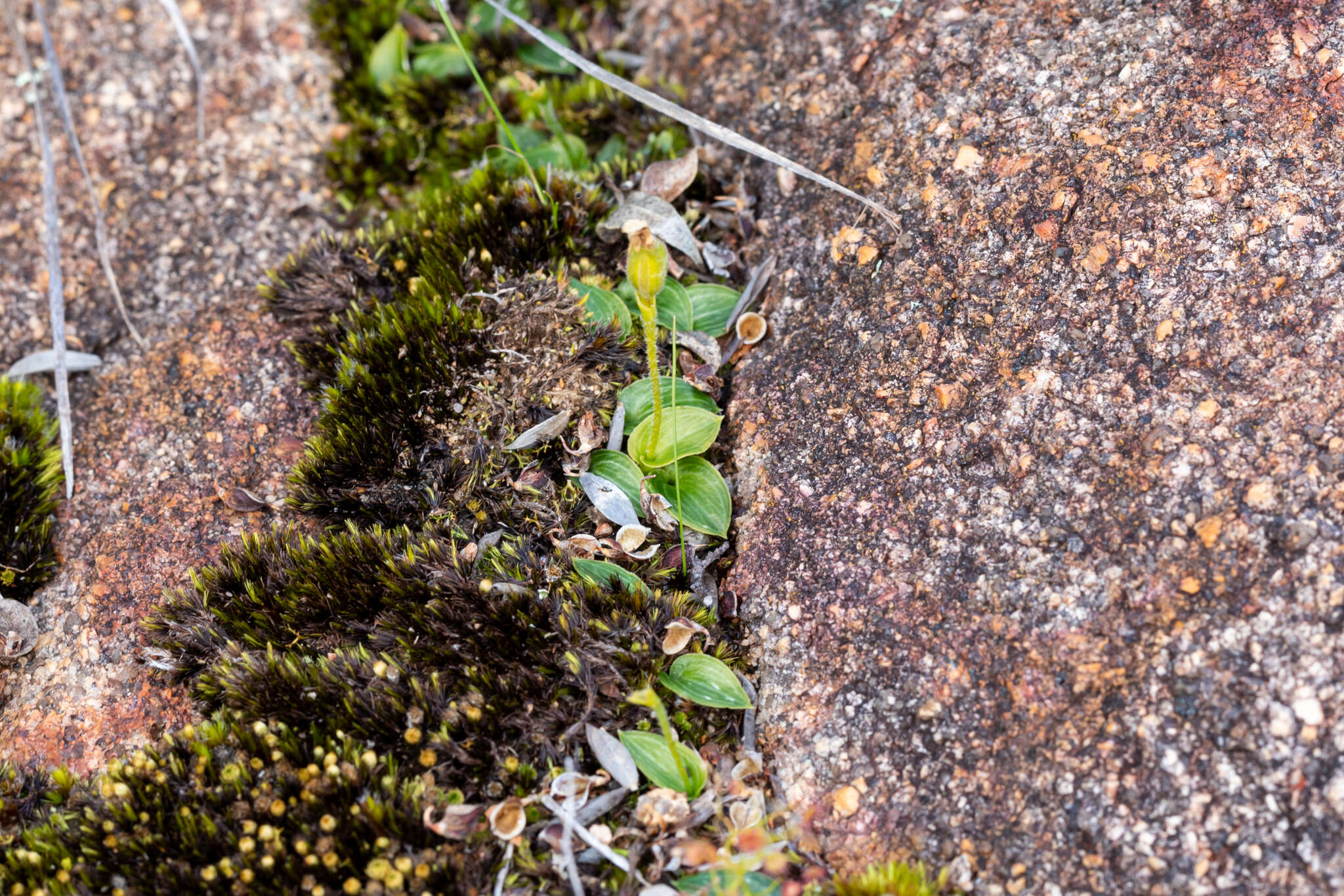 Image of Eriochilus scaber subsp. scaber