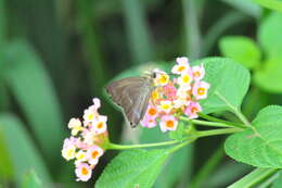 Image of common banded awl