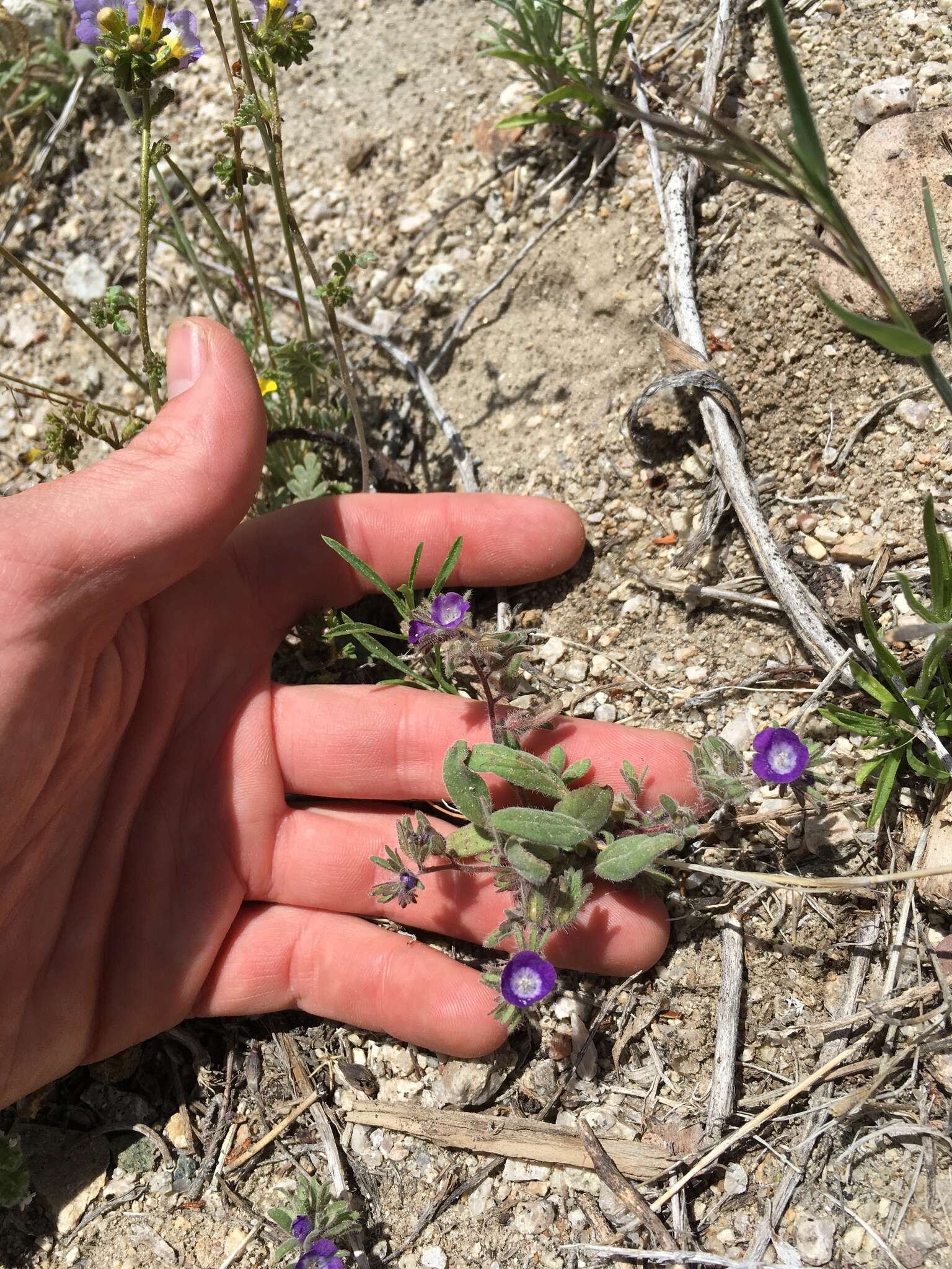 Image of Washoe phacelia