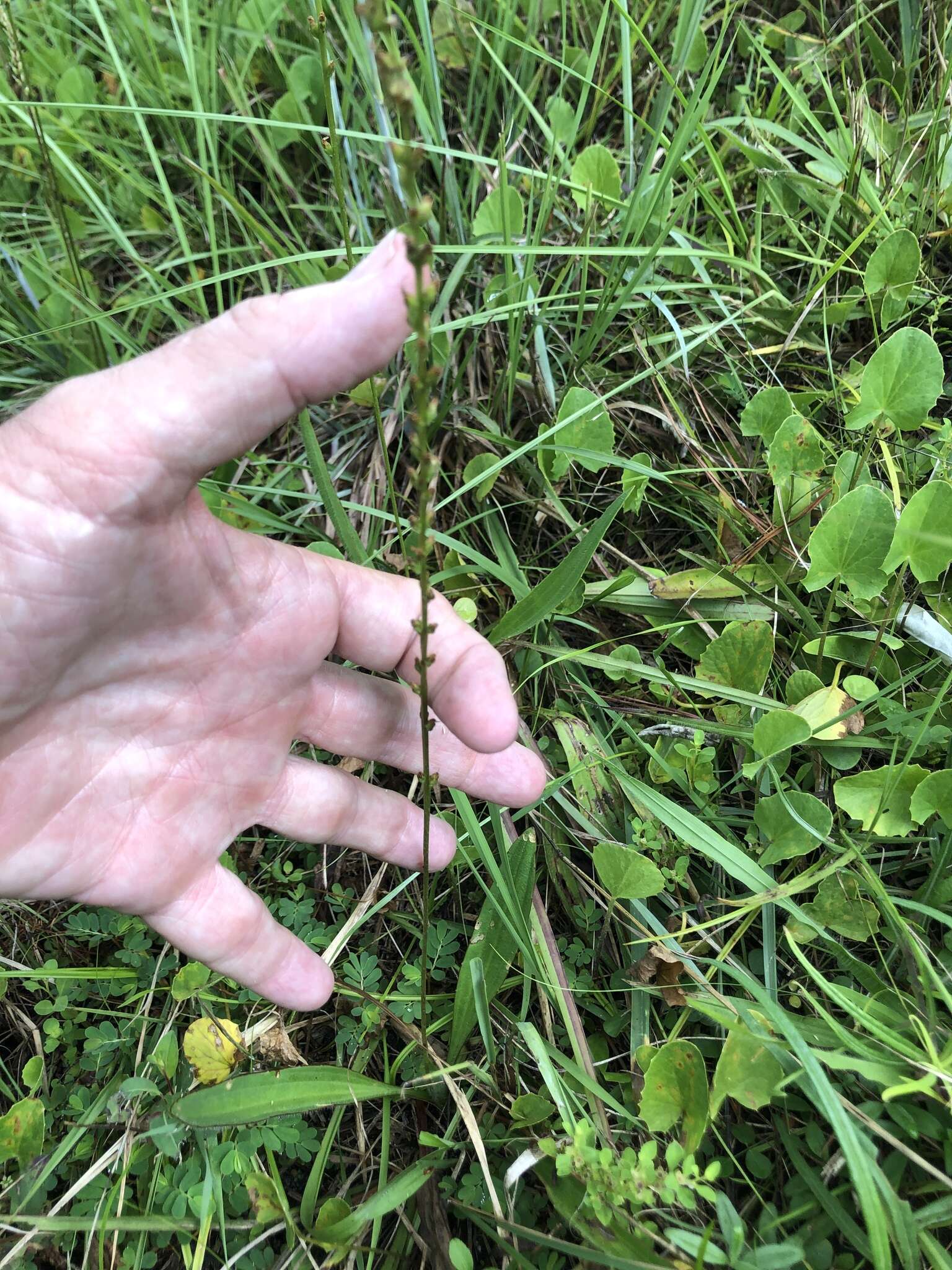 صورة Plantago sparsiflora Michx.