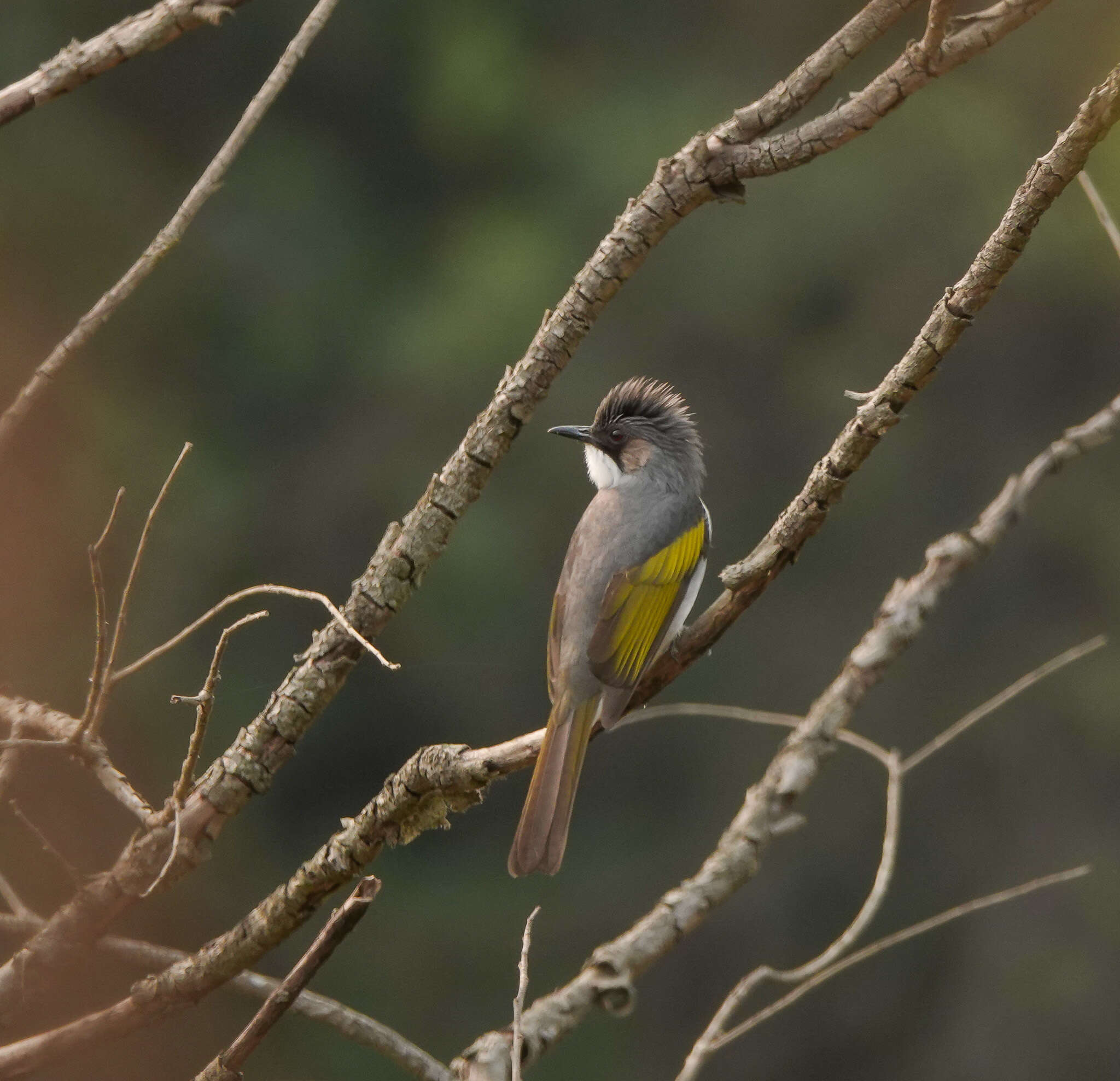 Image of Ashy Bulbul