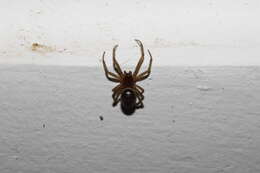 Steatoda maura (Simon 1909)的圖片