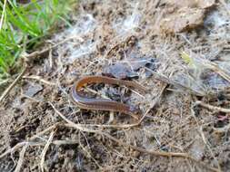 Image of Many-ribbed Salamander