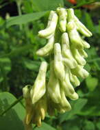 Imagem de Vicia pisiformis L.