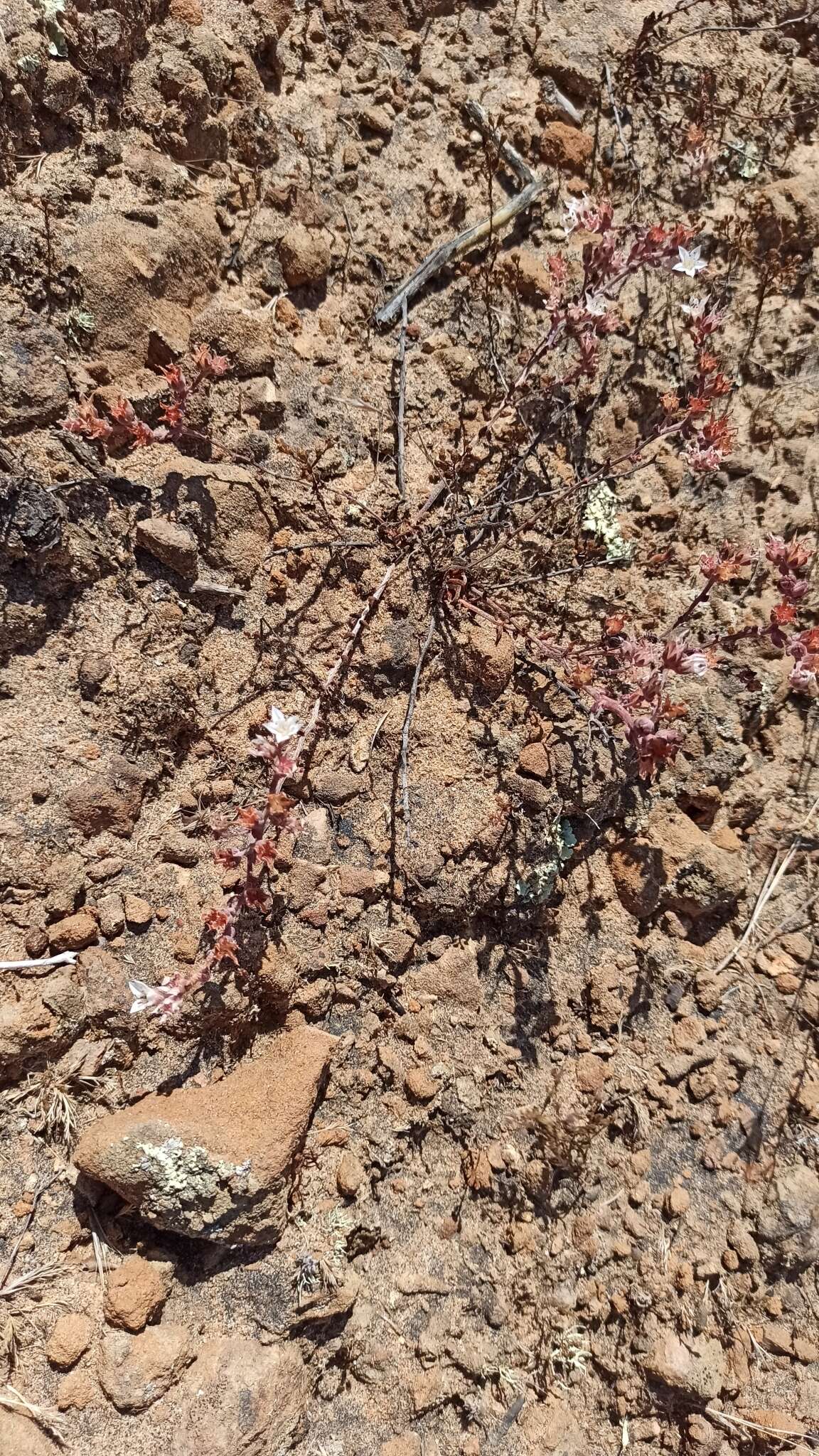 Imagem de Dudleya crassifolia Dodero & M. G. Simpson