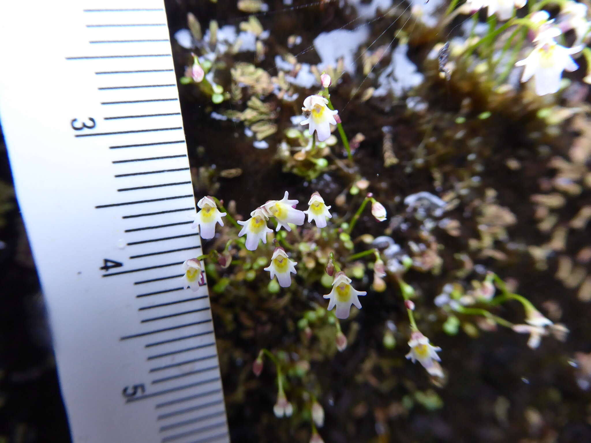 Image of Utricularia kumaonensis Oliv.