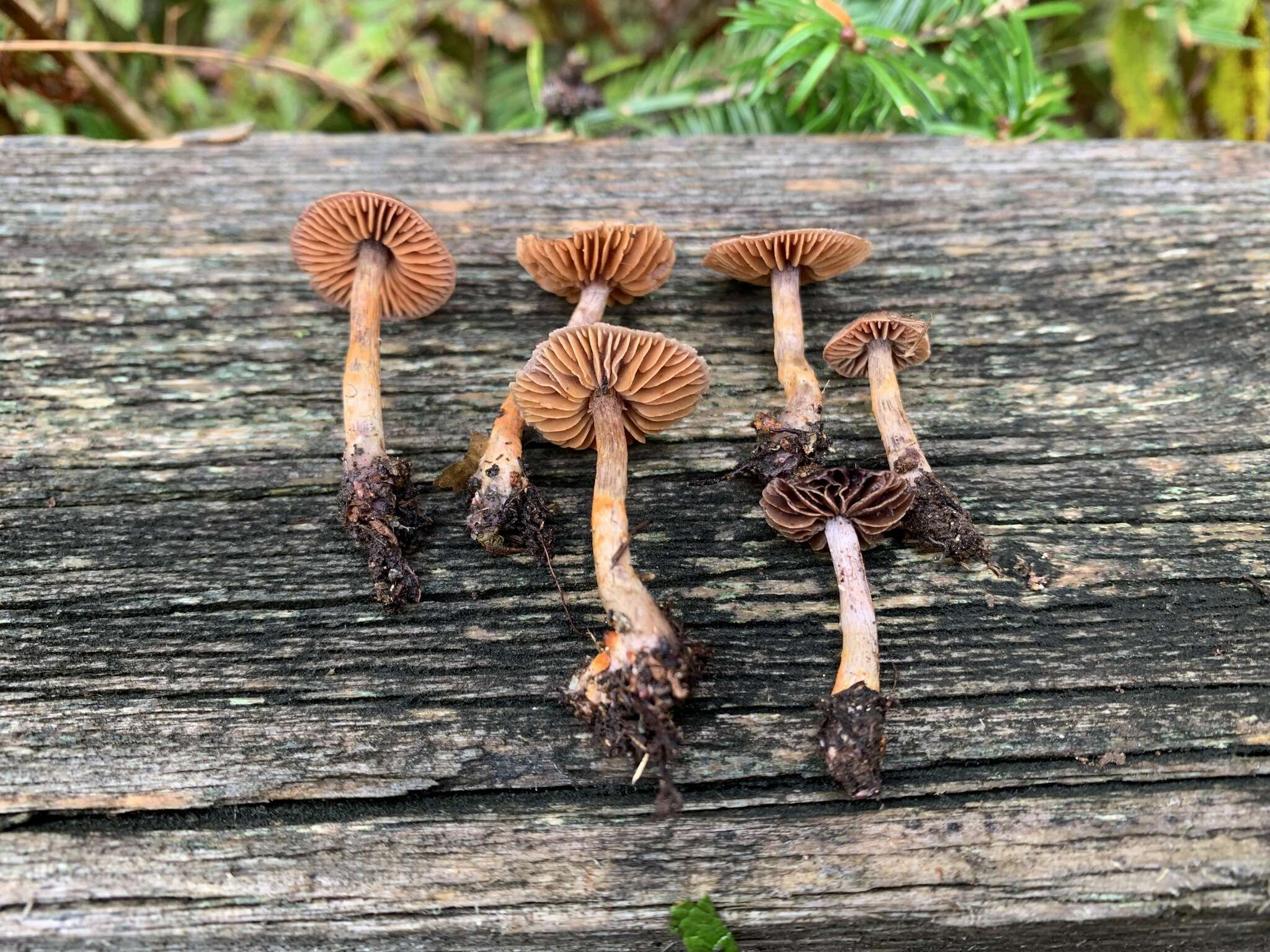 Слика од Cortinarius anthracinus (Fr.) Sacc. 1887