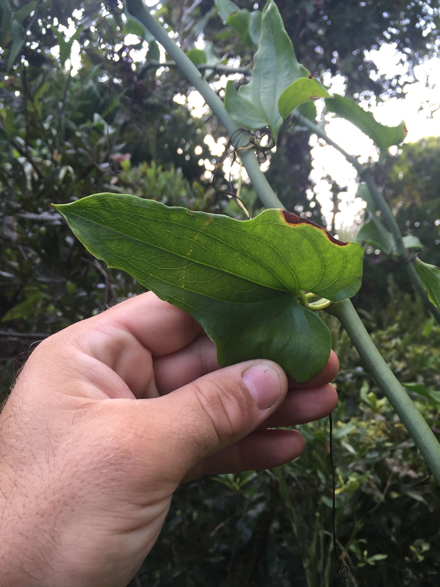 Image of earleaf greenbrier