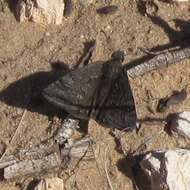 Image of Sleepy Duskywing