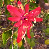 Image of Passiflora araujoi Sacco