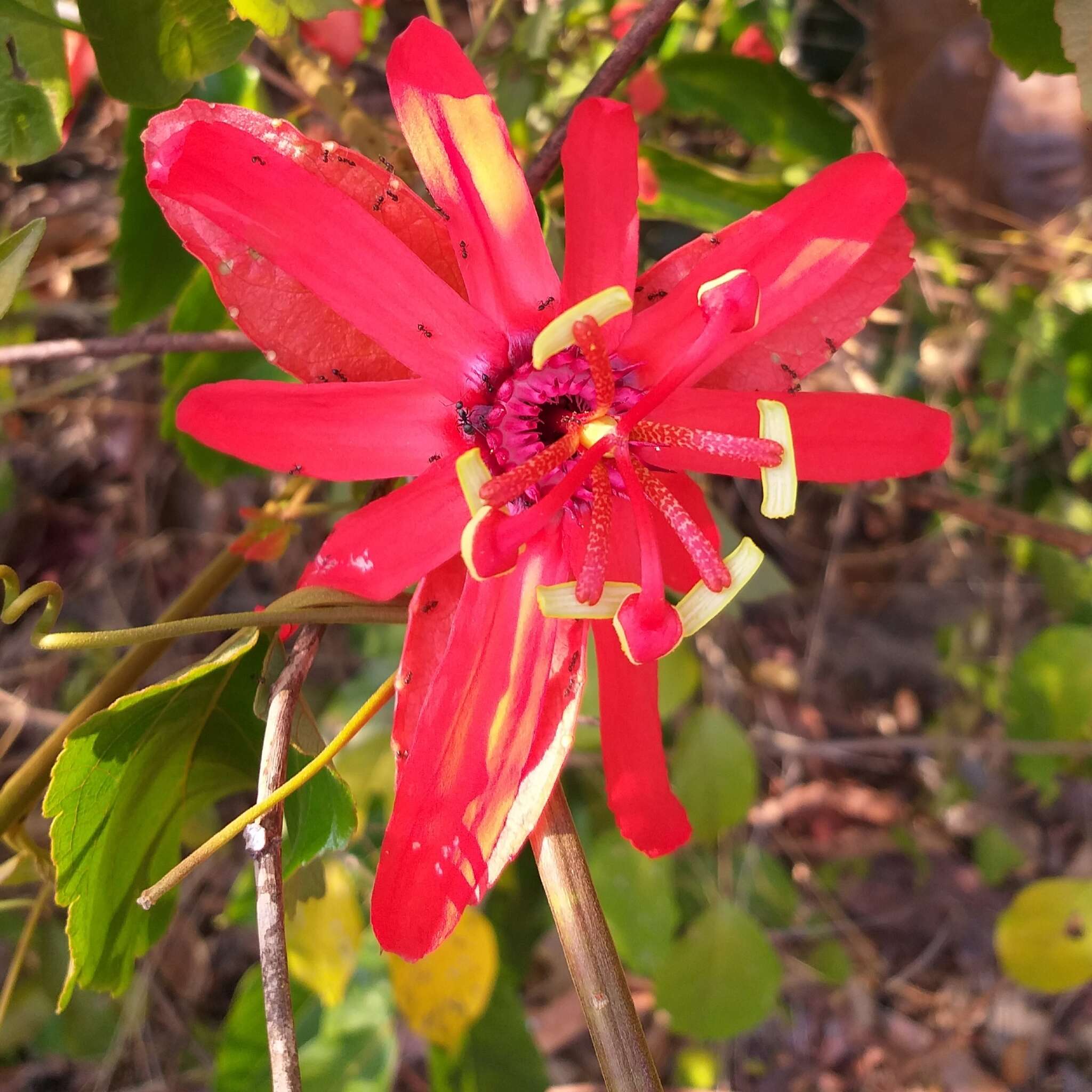 Sivun Passiflora araujoi Sacco kuva