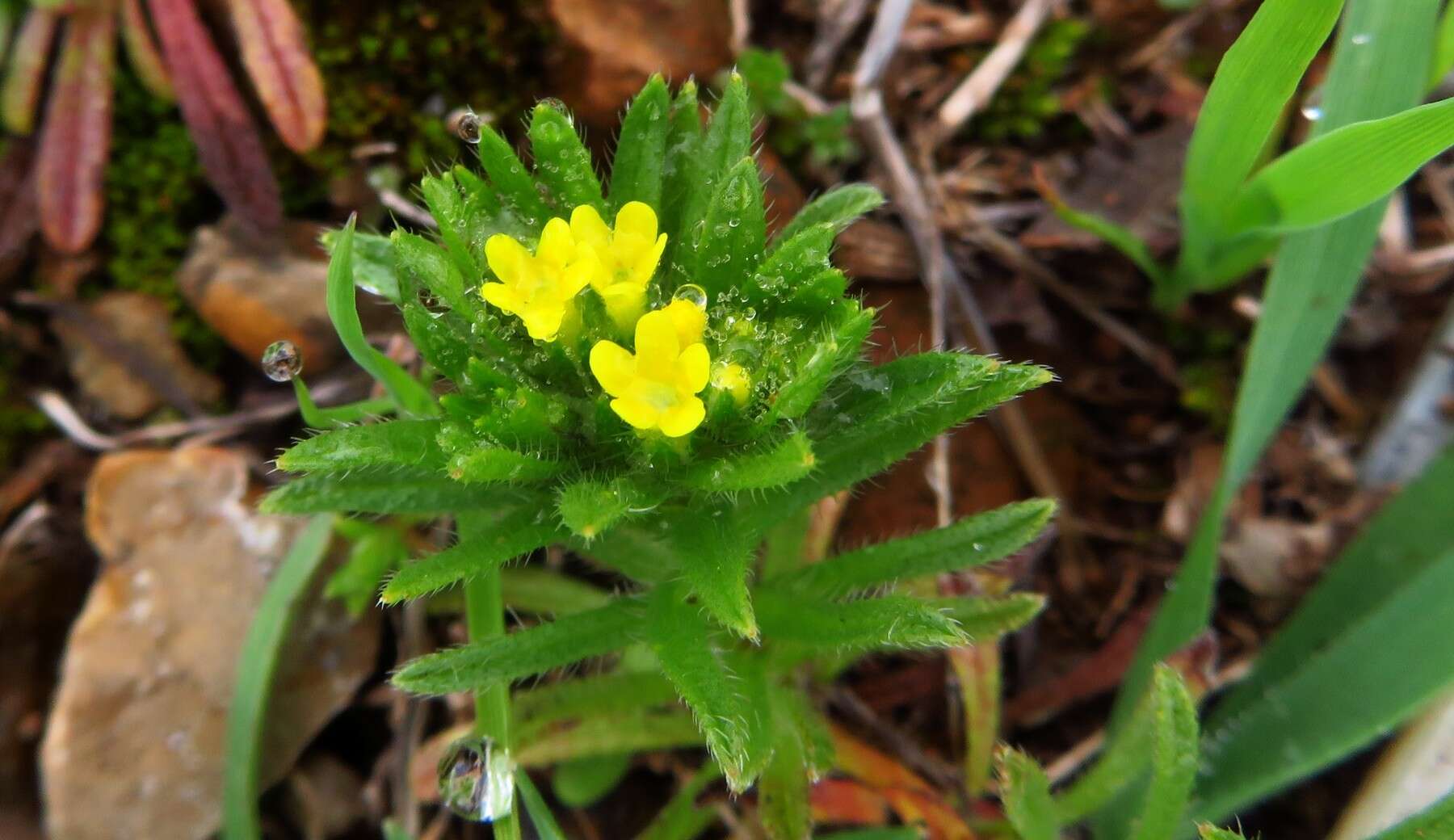 Image de Neatostema apulum (L.) I. M. Johnst.