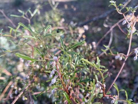 Image of Clematis leptophylla (F. Müll.) H. Eichler