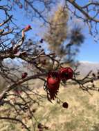 Imagem de Crataegus orientalis subsp. szovitsii (Pojark.) K. I. Christensen