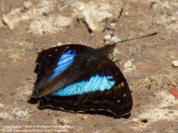 Imagem de Doxocopa laurentia Godart 1823