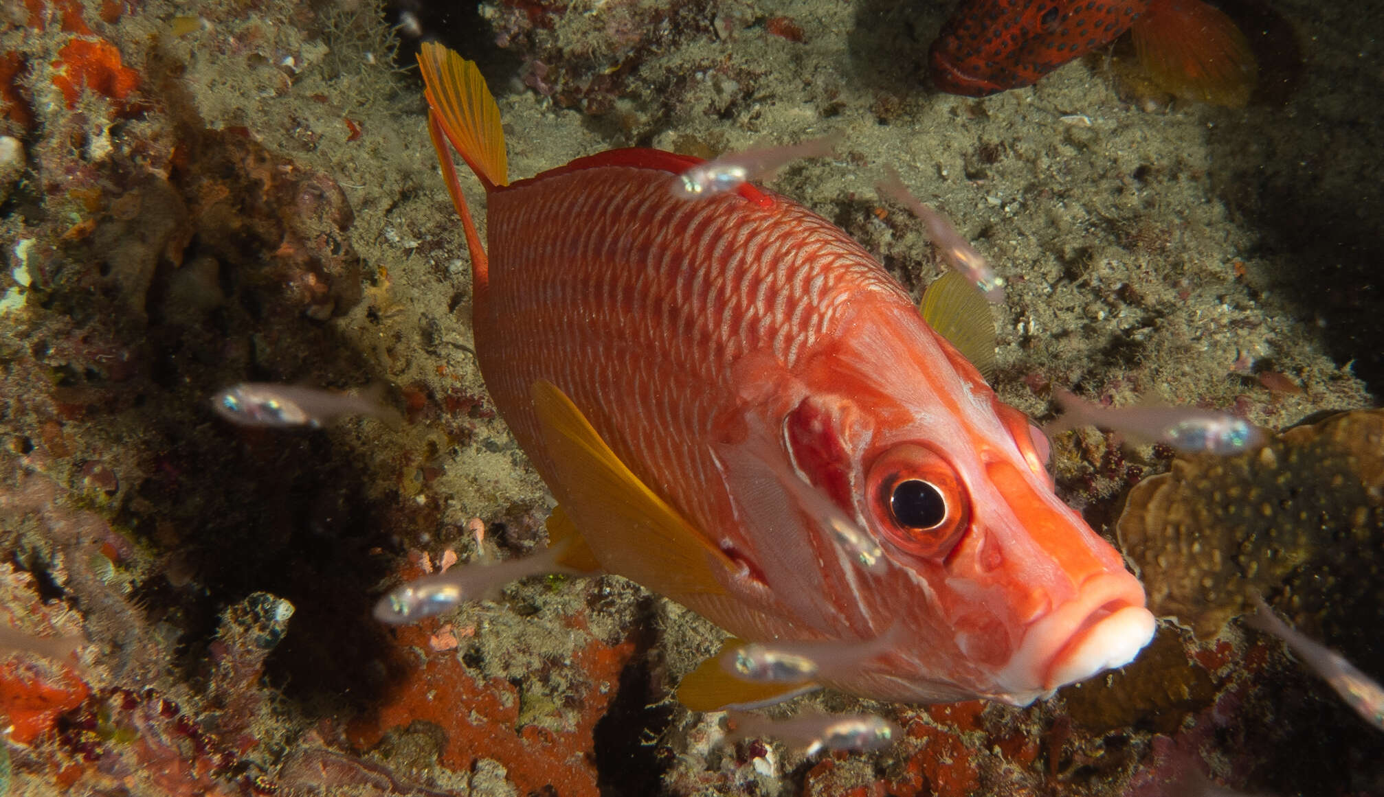 Image of Sabre squirrelfish