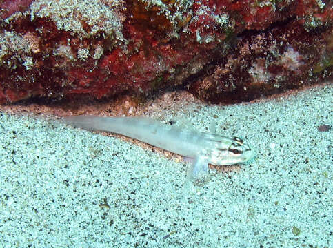 Image of Gobius tetrophthalmus Brito & Miller 2001