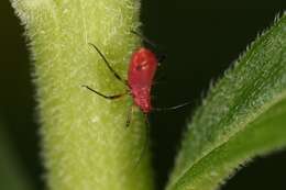 Image of Red Goldenrod Aphid