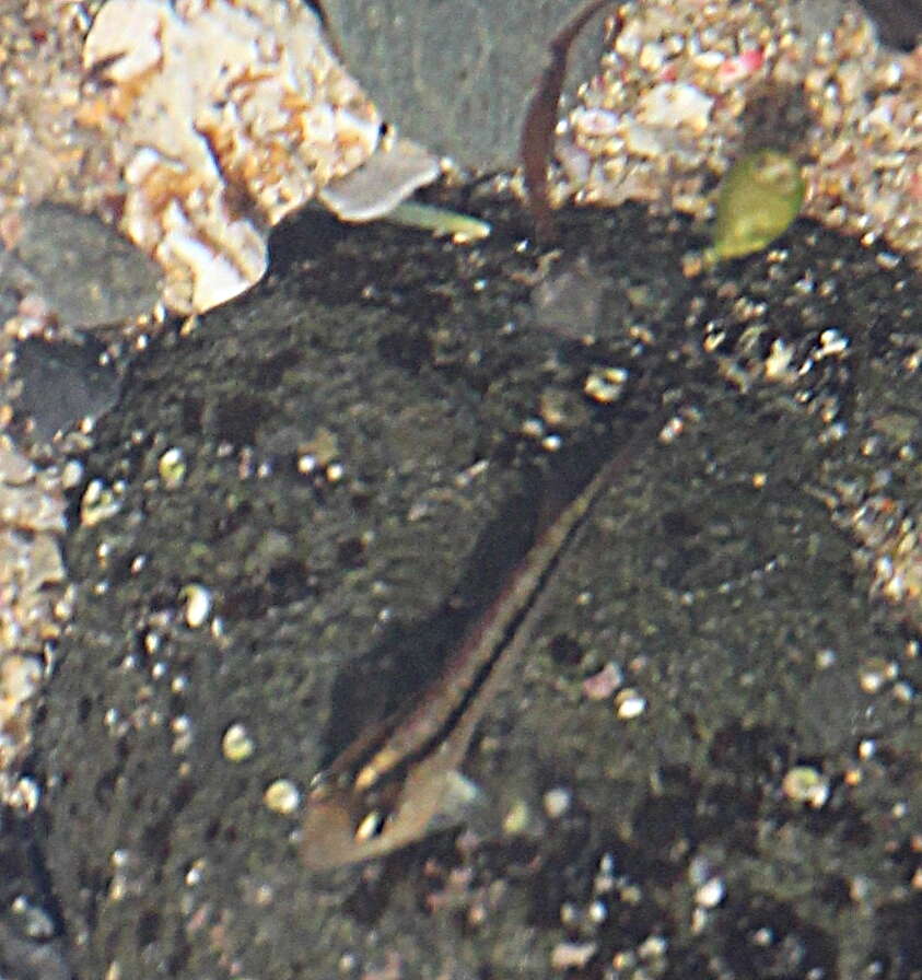 Image of Common Triplefin