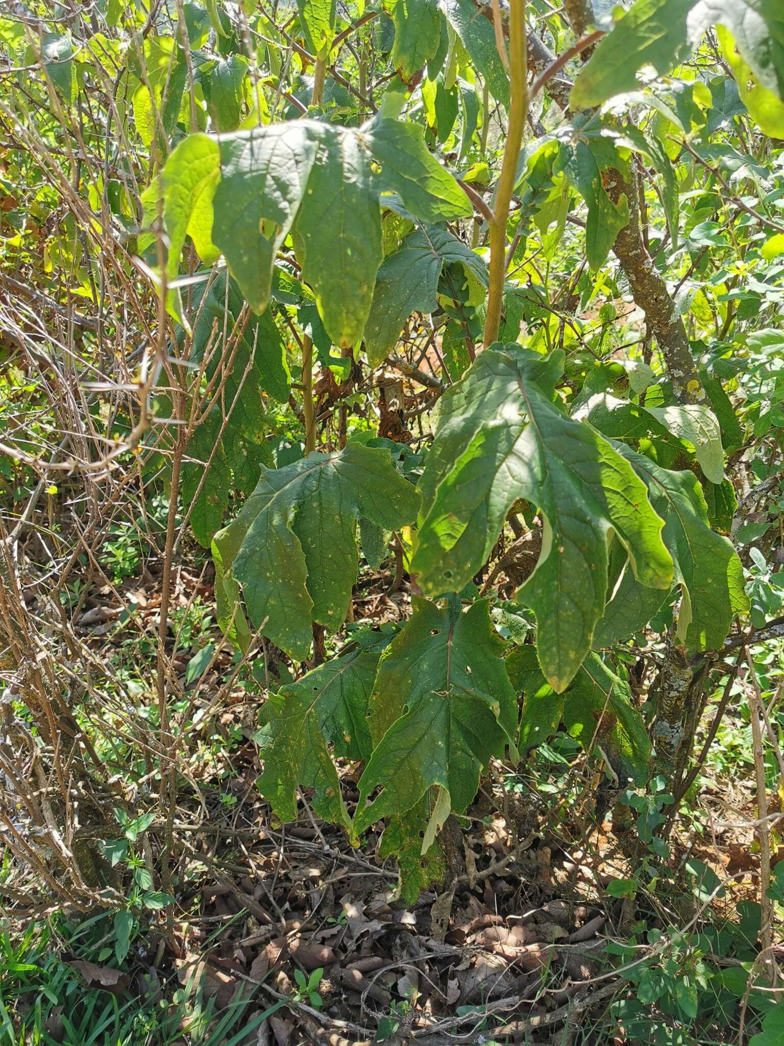 Image of Roldana heracleifolia (Hemsl) H. Rob. & Brettell