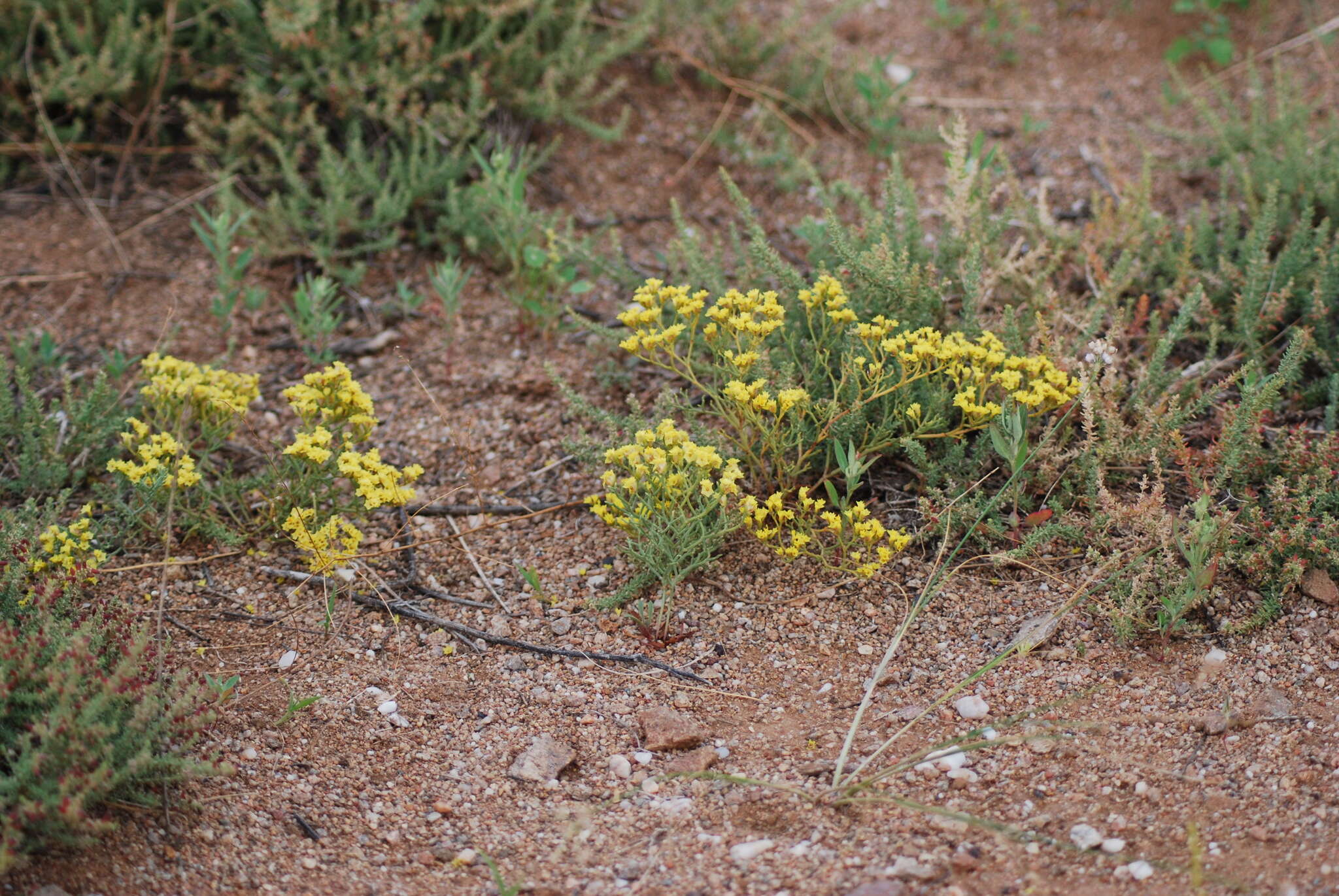 Image de Limonium aureum (L.) Hill