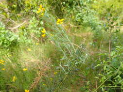 Слика од Genista hispanica subsp. hispanica