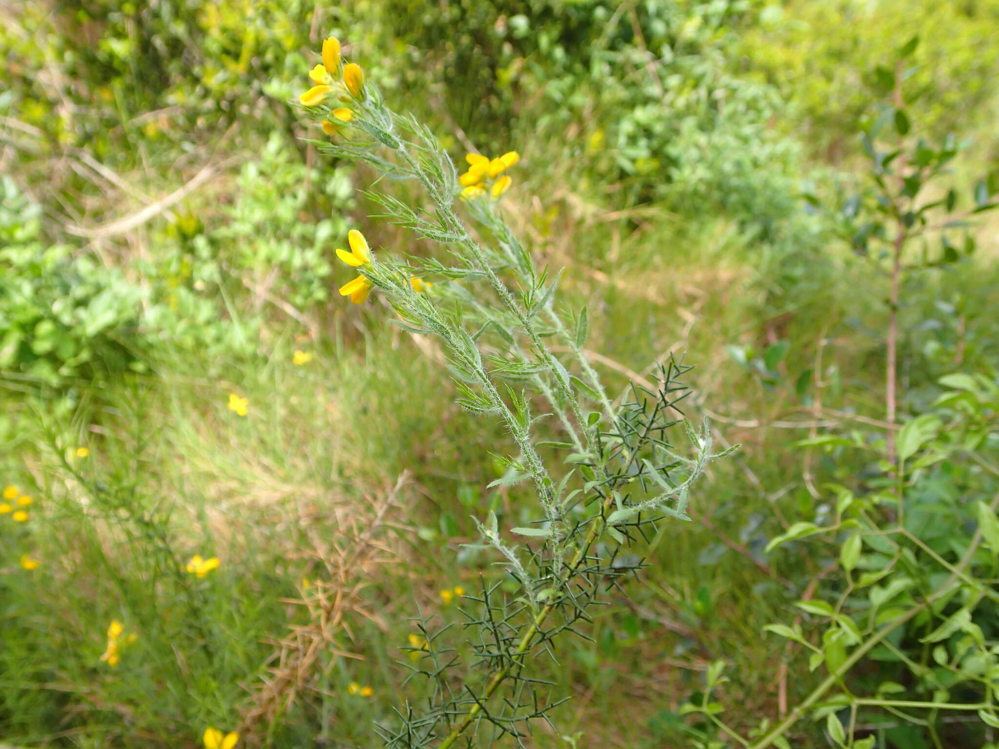 Image of Genista hispanica subsp. hispanica