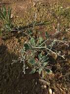 Image de Eriogonum vestitum Howell