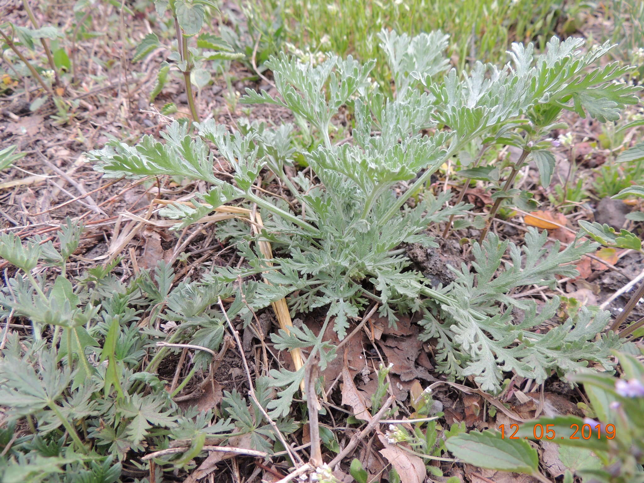 Image de Artemisia sieversiana Ehrh. ex Willd.