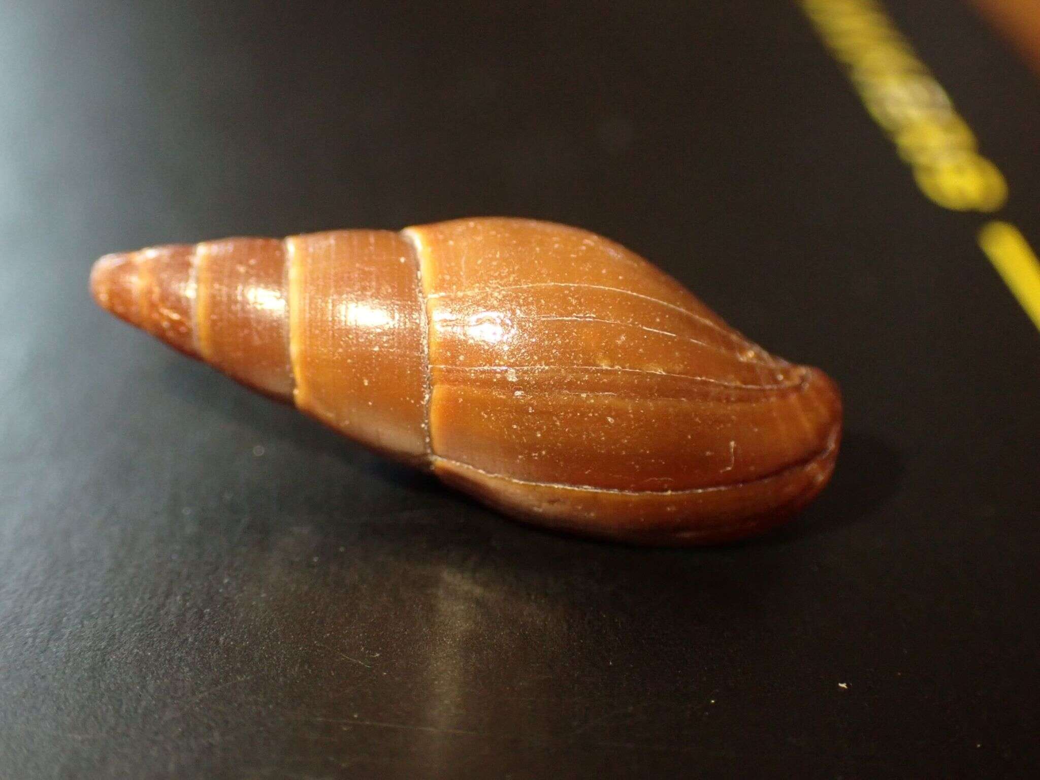 Sivun Isara carbonaria (Swainson 1822) kuva