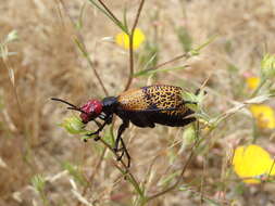 Image of Tegrodera erosa Le Conte 1851