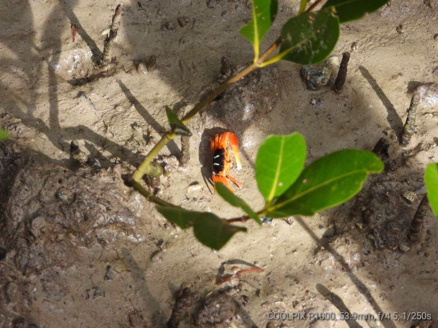 Image of Flame-backed Fiddler Crab