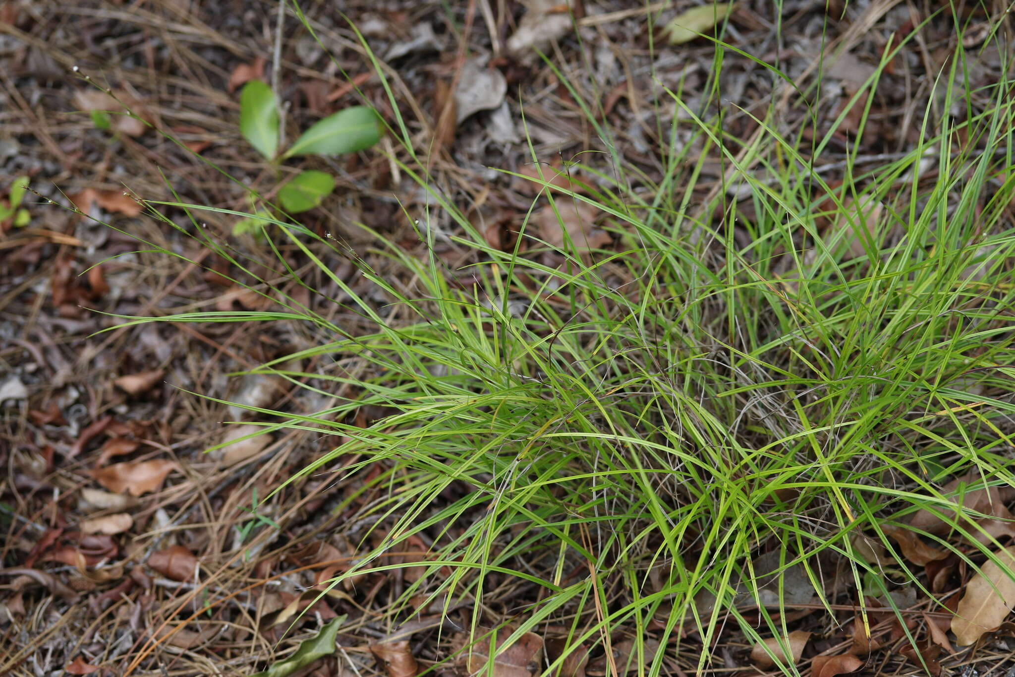 Imagem de Scleria lithosperma (L.) Sw.