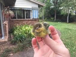 Image of Yellow Thornbill