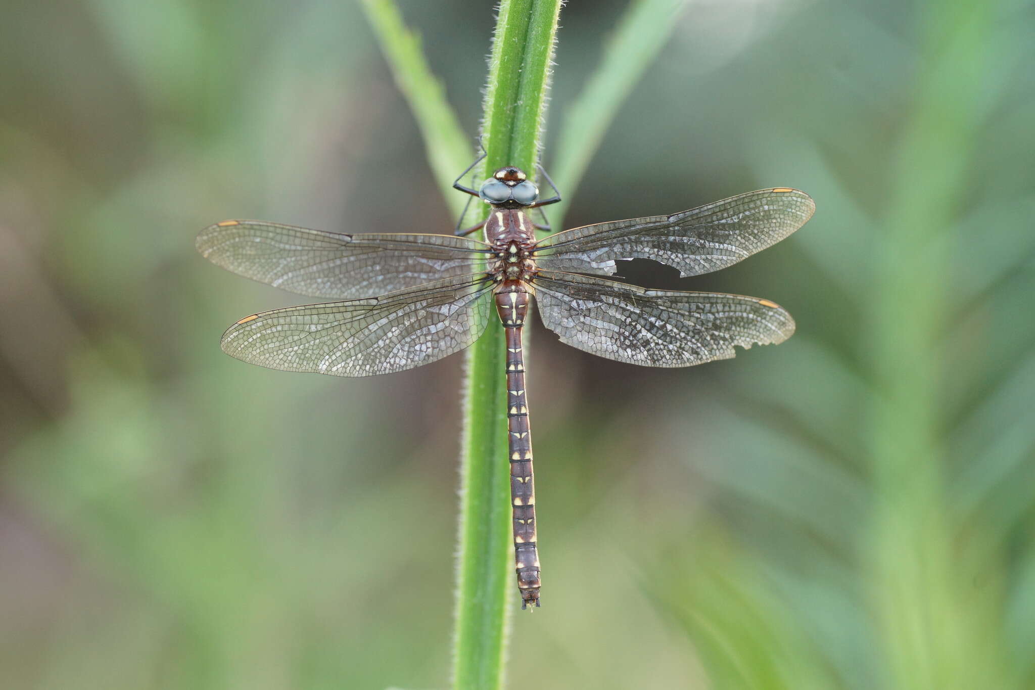 Image of Spinaeschna tripunctata (Martin 1901)