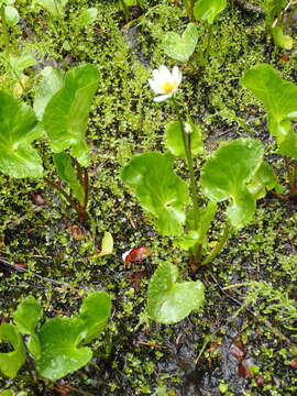 Image de Caltha leptosepala subsp. howellii (Huth) P. G. Sm.