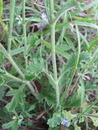 Image of Clover's vervain