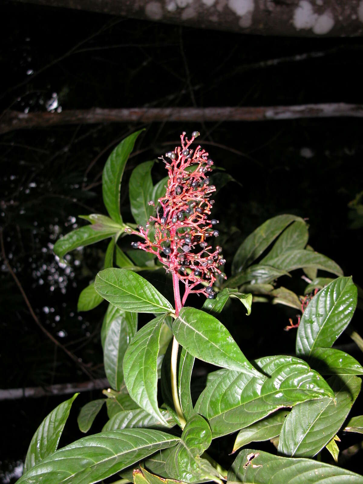 Image of Palicourea triphylla DC.